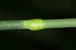 Reed canarygrass